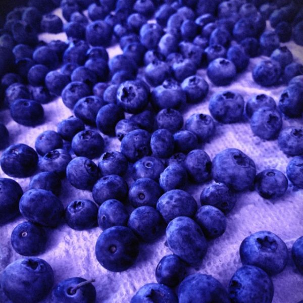 Freeze Blueberries